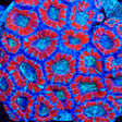 TSA Rings of Sorrow Acan Coral