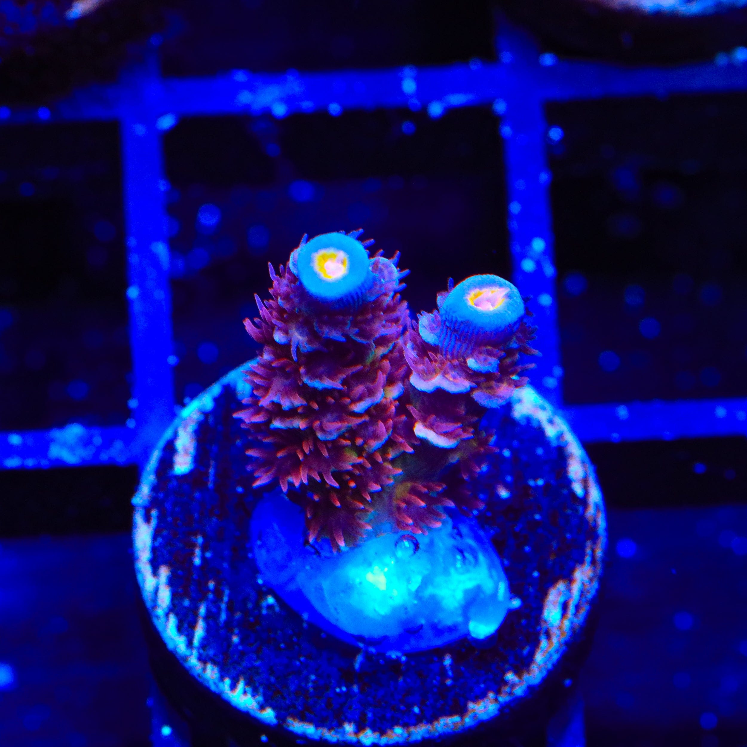 TSA Rocky Balboa Tenuis Acropora Coral