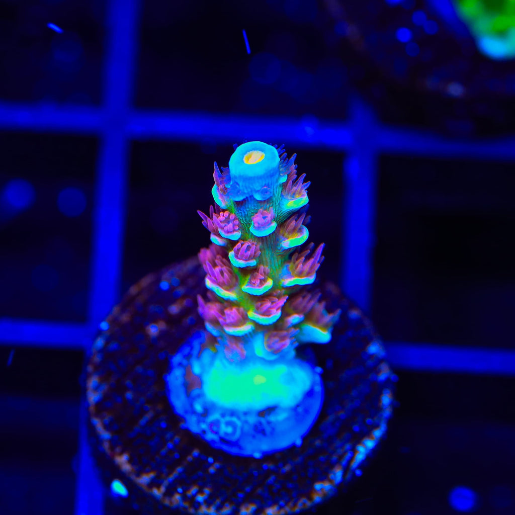 TSA Rocky Balboa Tenuis Acropora Coral