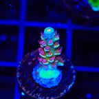 TSA Rocky Balboa Tenuis Acropora Coral