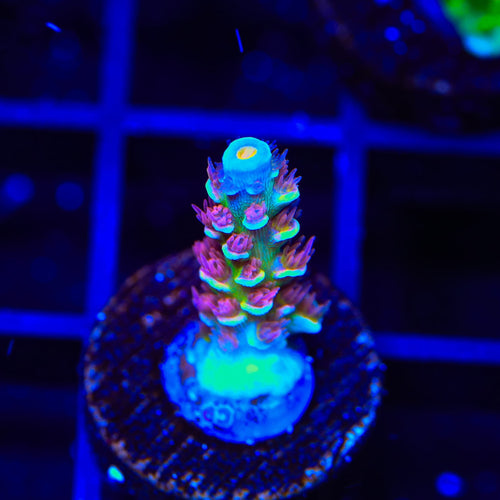 TSA Rocky Balboa Tenuis Acropora Coral