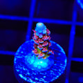 TSA Rocky Balboa Tenuis Acropora Coral