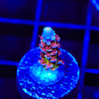 TSA Rocky Balboa Tenuis Acropora Coral