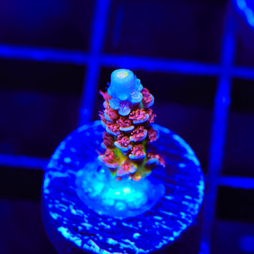 TSA Rocky Balboa Tenuis Acropora Coral