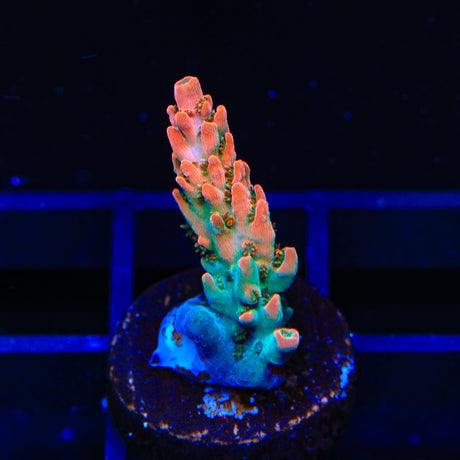 TSA Rose Bloom Acropora Coral