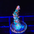 TSA Rose Bloom Acropora Coral