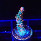 TSA Rose Bloom Acropora Coral