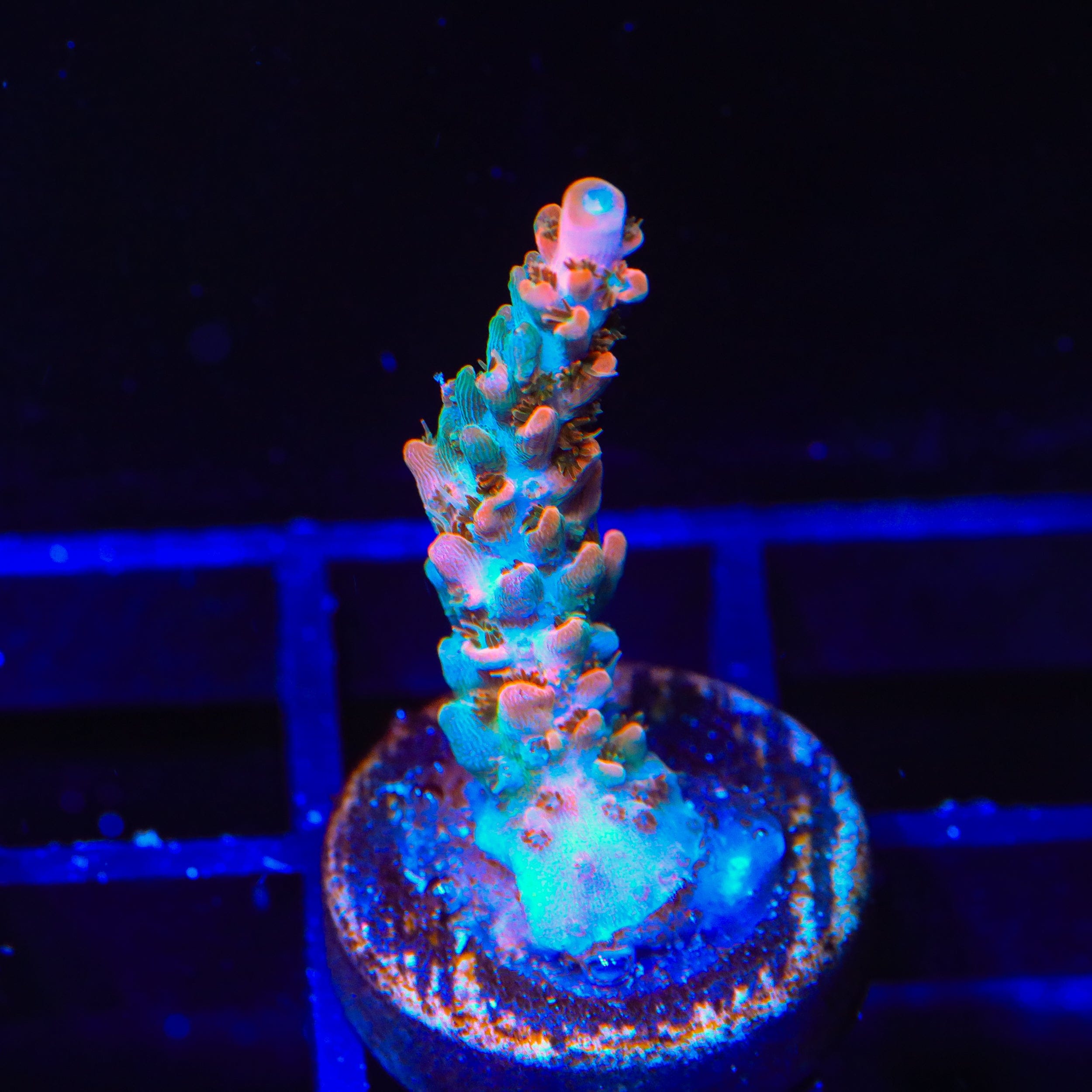TSA Rose Bloom Acropora Coral