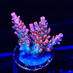 TSA Rose Bloom Acropora Coral