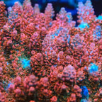 TSA Rose Bloom Acropora Coral