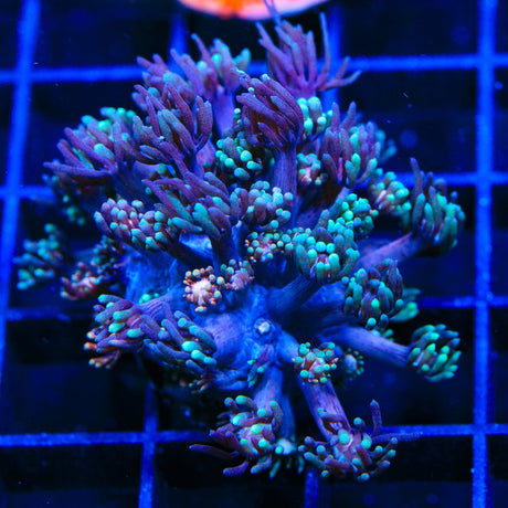 TSA Rose Petal Goniopora Coral