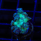 TSA Royal Glitter Goniopora Coral