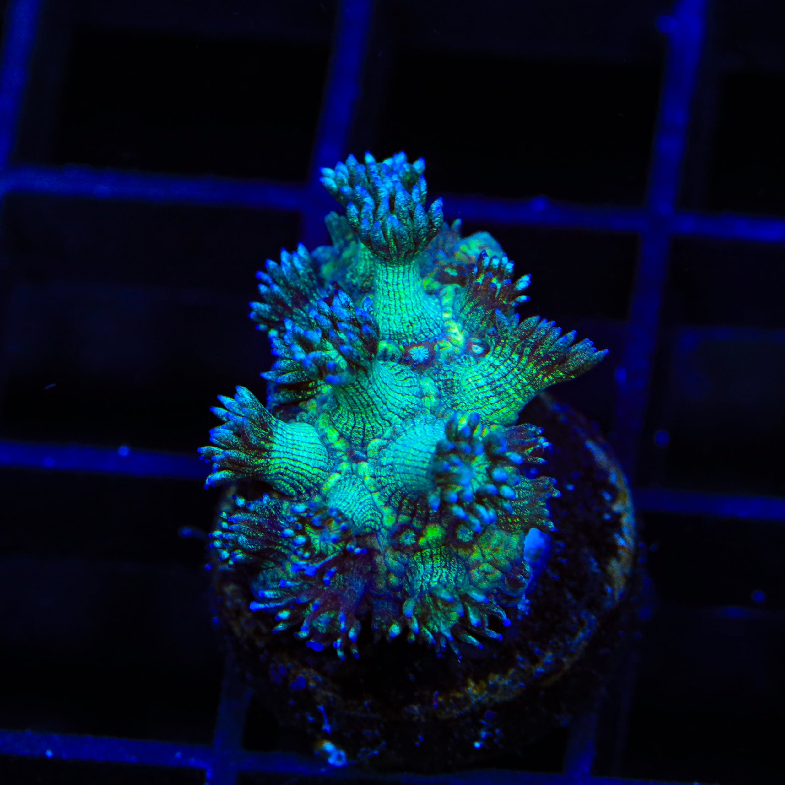 TSA Royal Glitter Goniopora Coral
