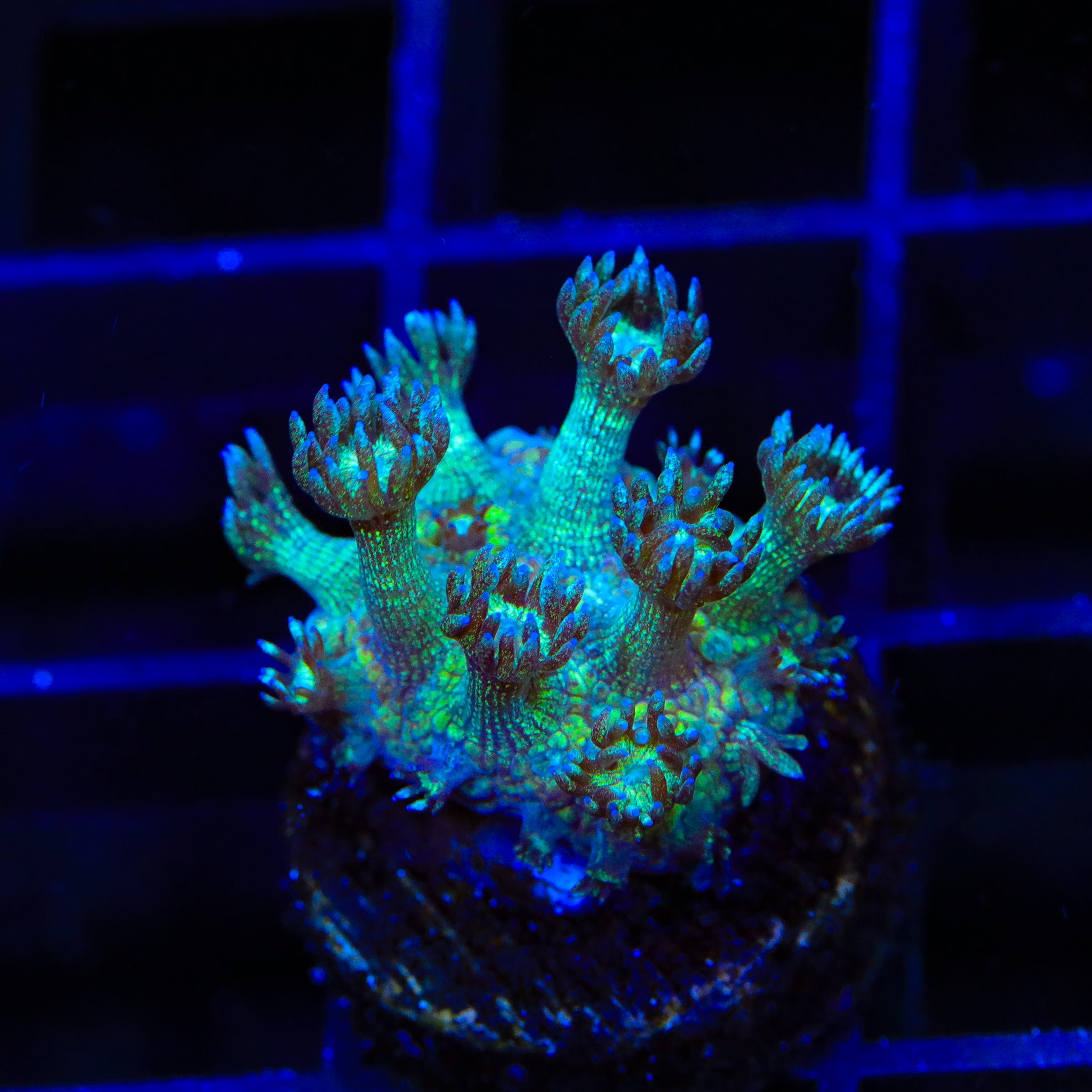 TSA Royal Glitter Goniopora Coral