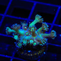 TSA Royal Glitter Goniopora Coral