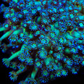 TSA Royal Glitter Goniopora Coral