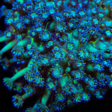 TSA Royal Glitter Goniopora Coral