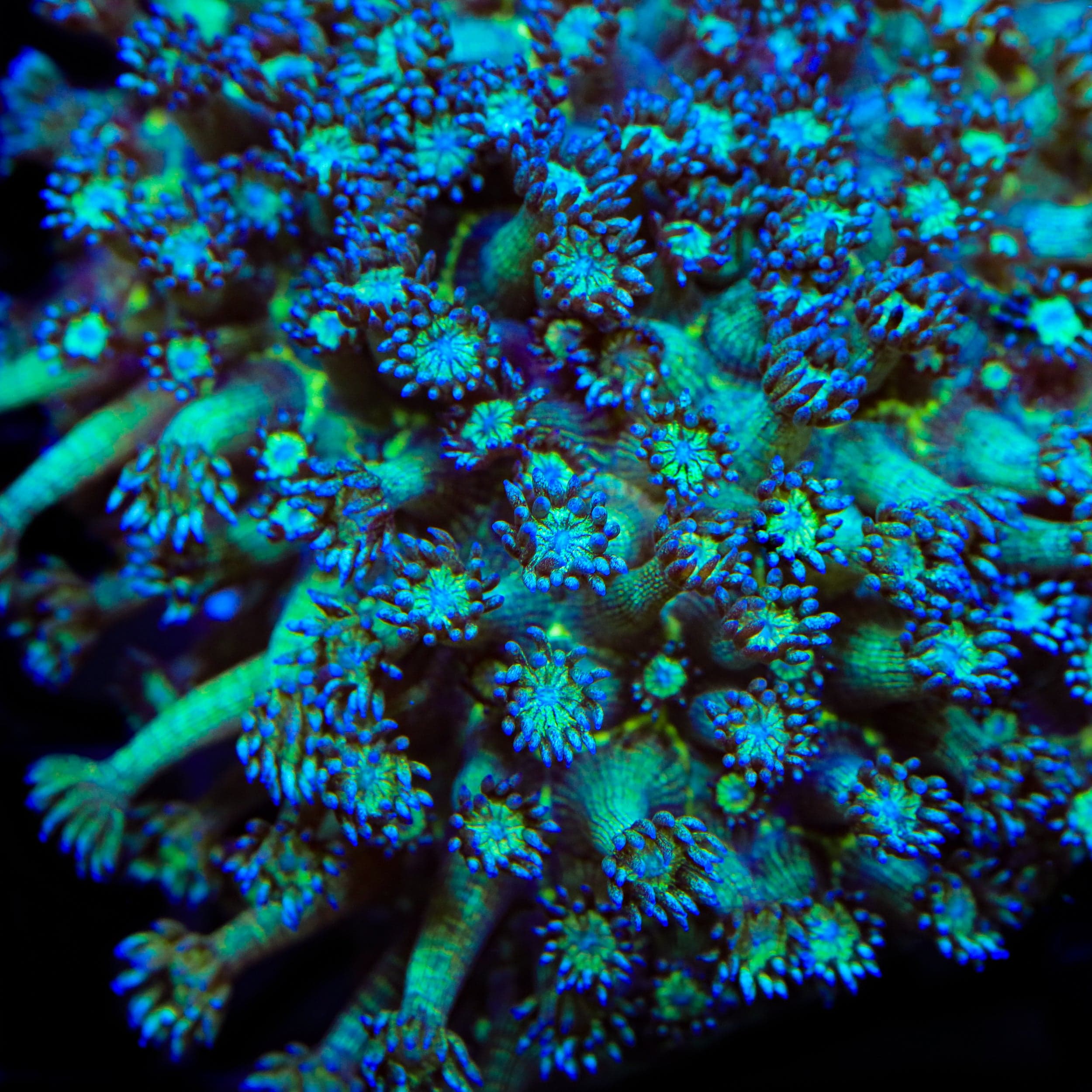 TSA Royal Glitter Goniopora Coral