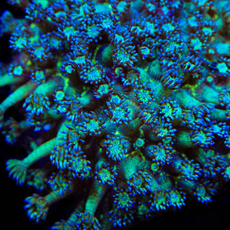 TSA Royal Glitter Goniopora Coral