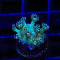 TSA Royal Glitter Goniopora Coral