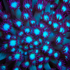 TSA Royal Ice Goniopora Coral