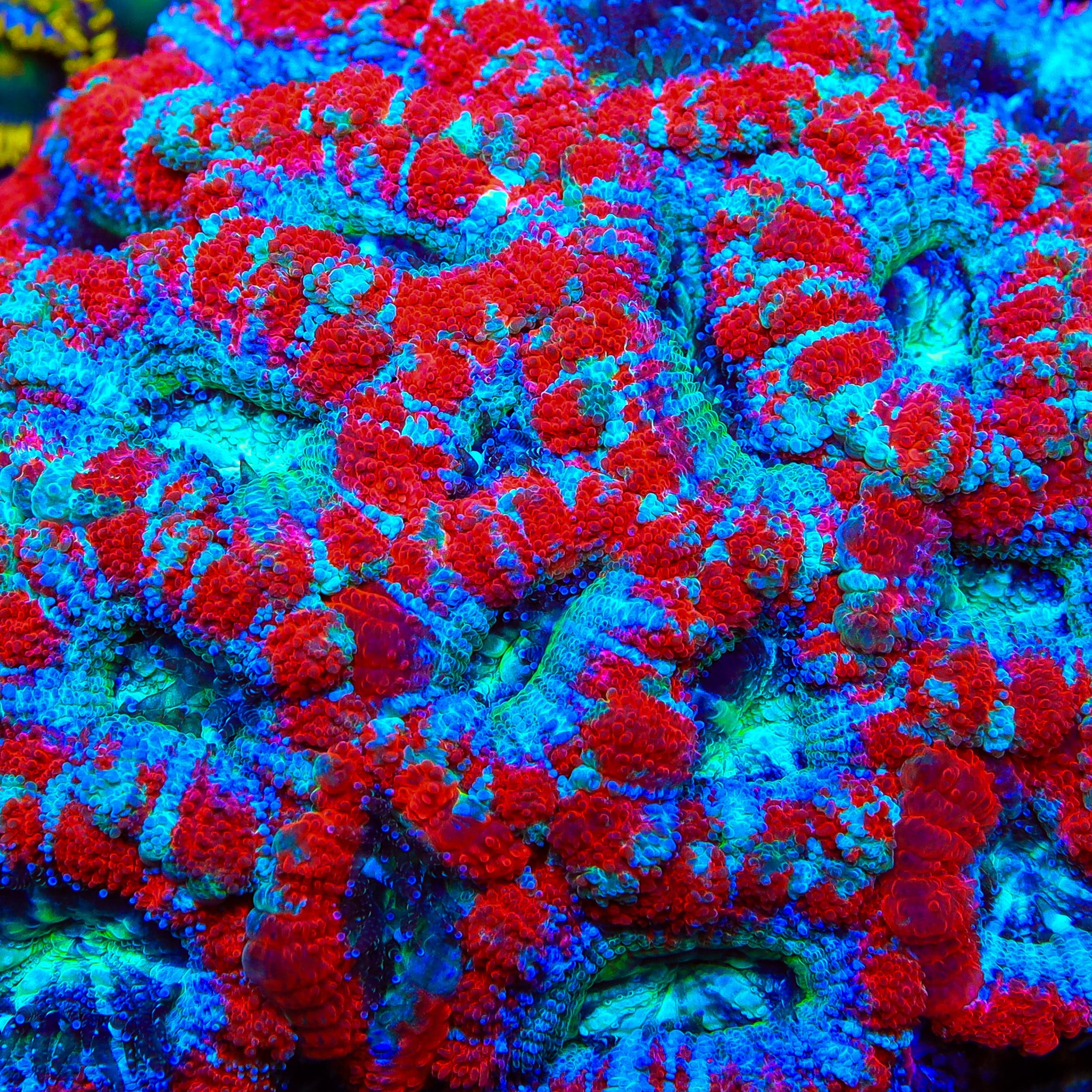 TSA Ruby Dynamo Acan Coral