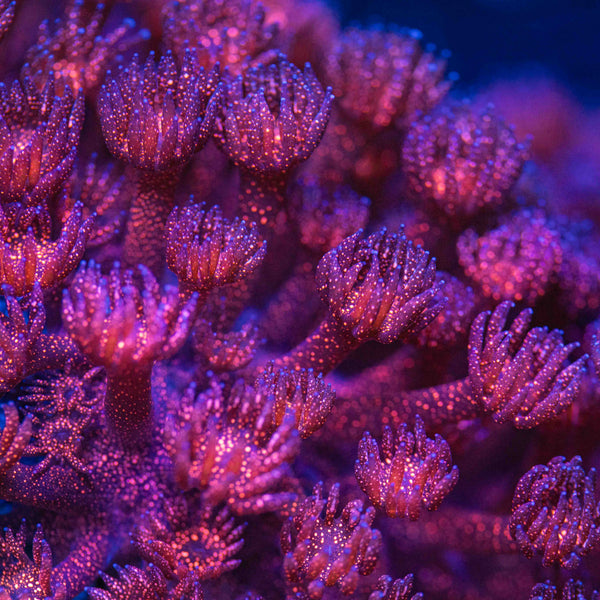 TSA Ruby Red Glitter Goniopora Coral