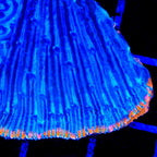 TSA Saturns Ring Aquacultured Plate Coral