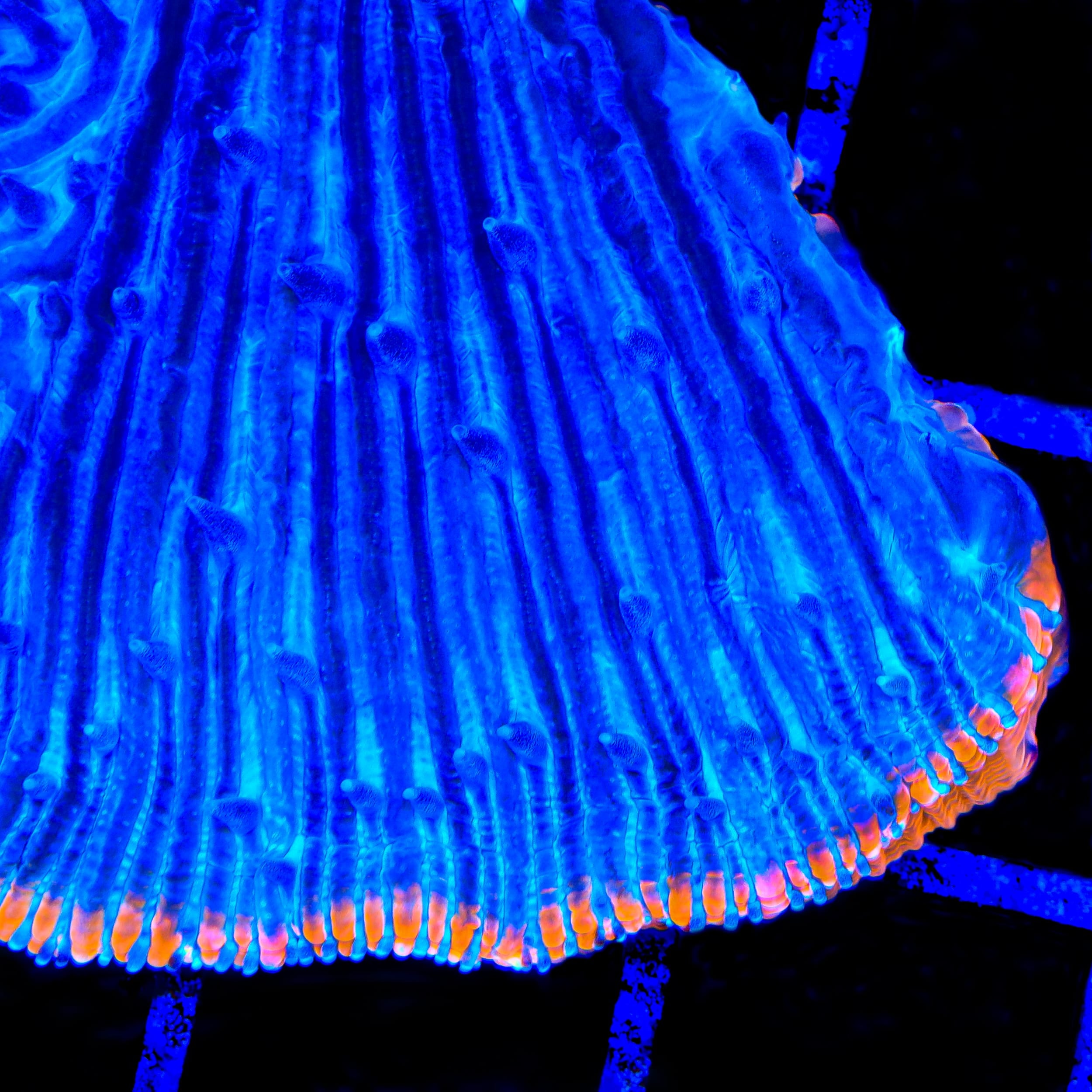 TSA Saturns Ring Aquacultured Plate Coral
