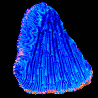 TSA Saturns Ring Aquacultured Plate Coral