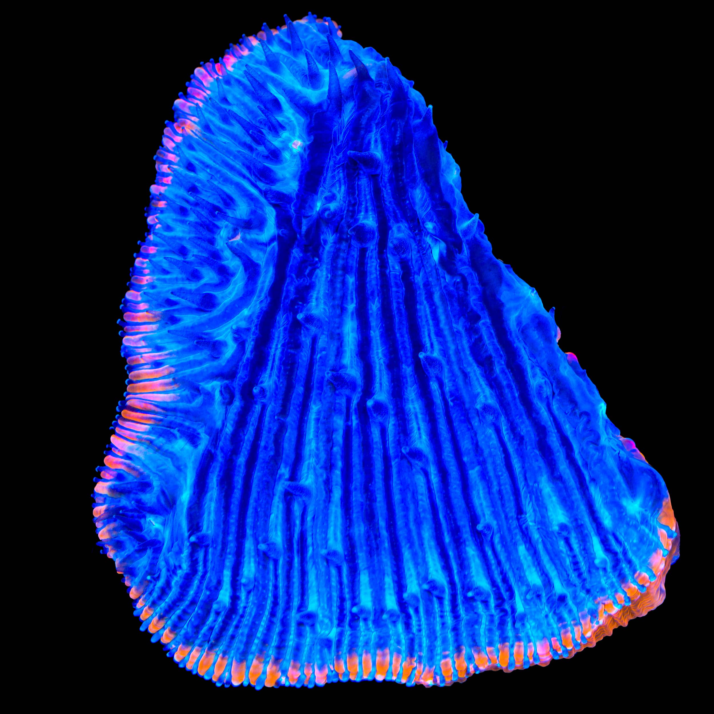 TSA Saturns Ring Aquacultured Plate Coral