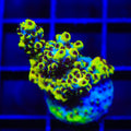 TSA Scary Canary Acropora XL Frag Coral