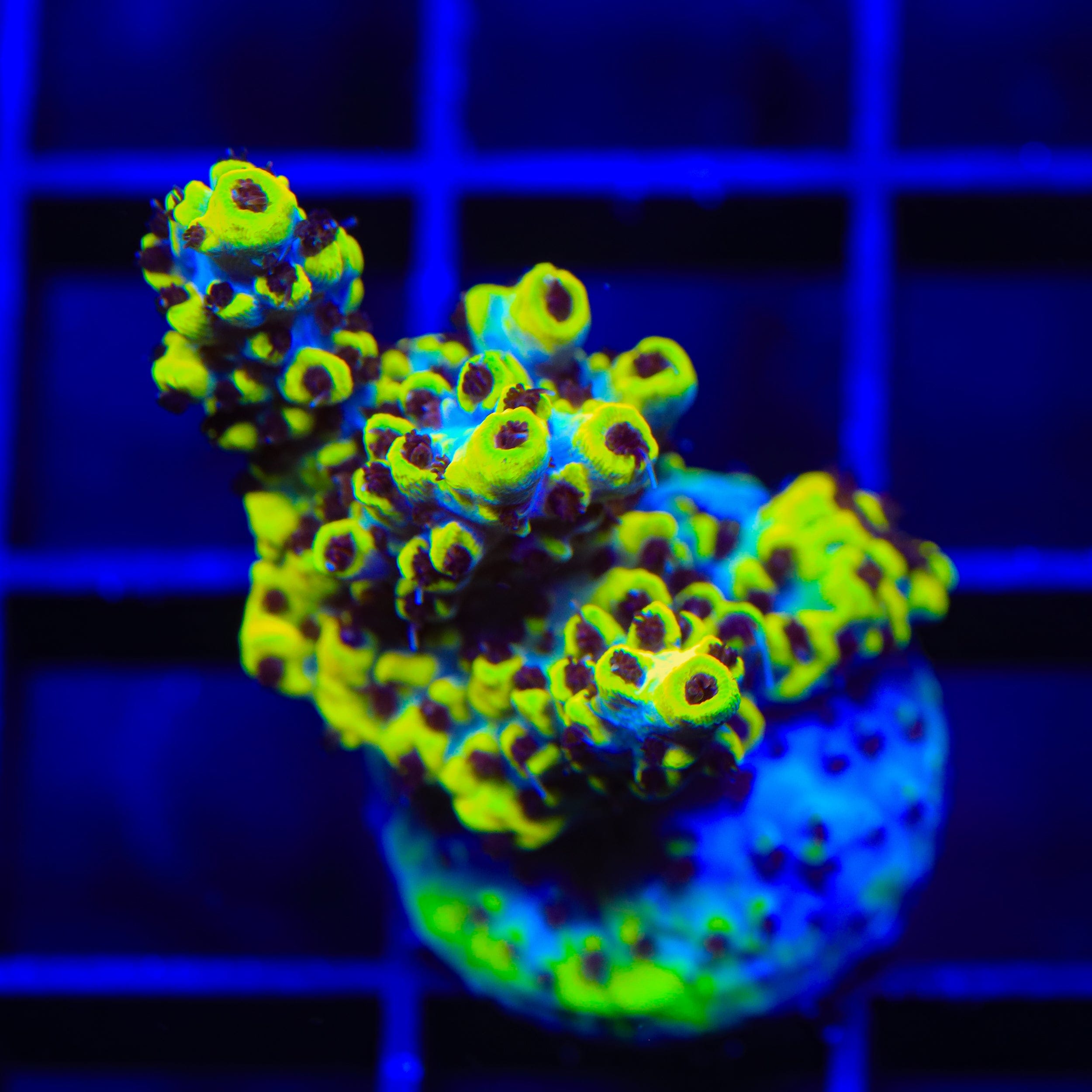 TSA Scary Canary Acropora XL Frag Coral