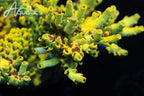 TSA Scary Canary Acropora XL Frag Coral