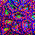 TSA Scrambler Acan Coral