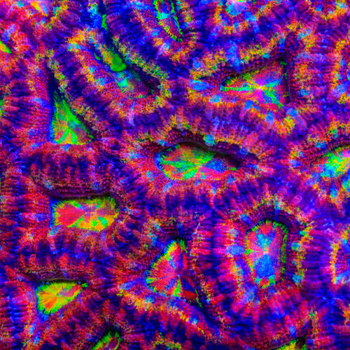 TSA Scrambler Acan Coral