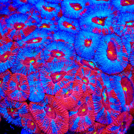 TSA Scrambler Micromussa Acan Coral