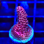 TSA Screamin Demon Millepora Acropora Coral