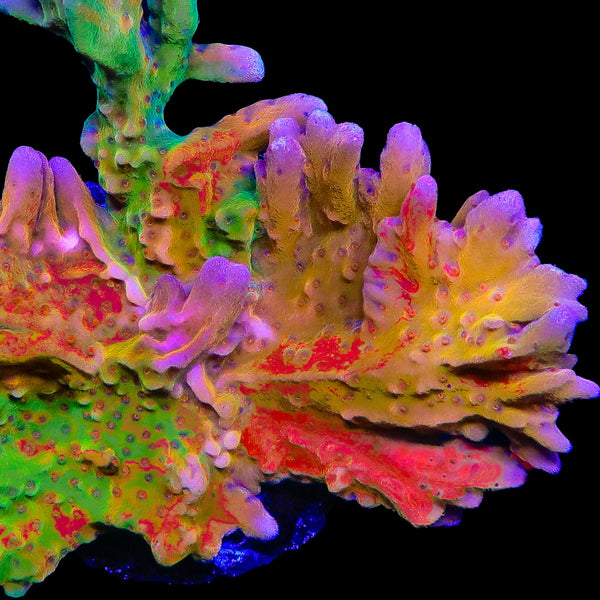 TSA Sherbet Swirl Grafted Setosa Montipora Coral