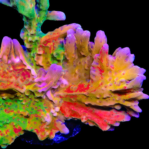 TSA Sherbet Swirl Grafted Setosa Montipora Coral