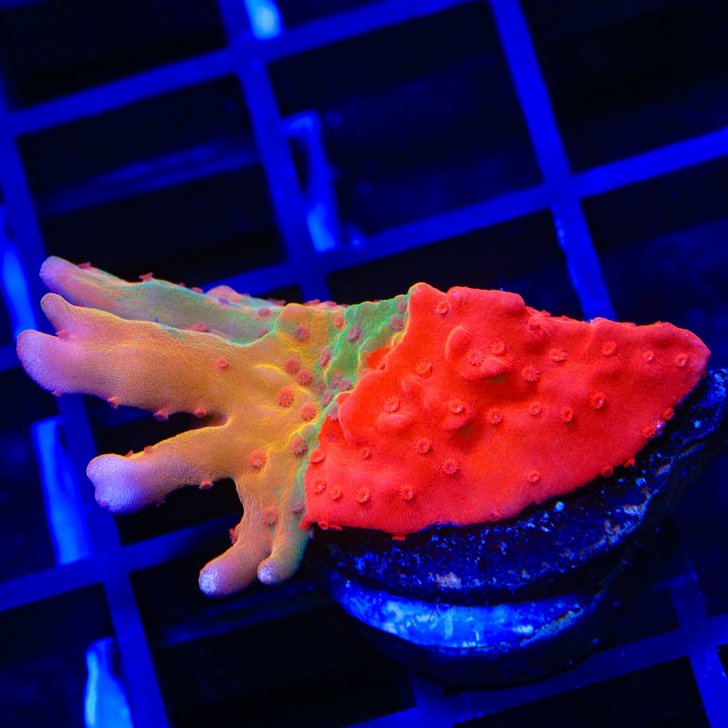TSA Sherbet Swirl Grafted Setosa Montipora Coral