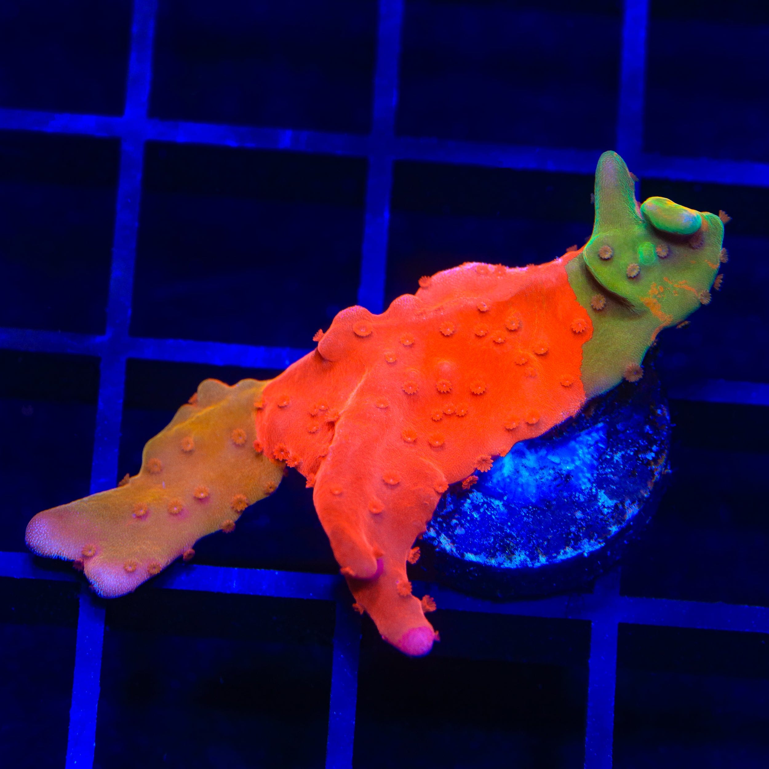TSA Sherbet Swirl Grafted Setosa Montipora Coral
