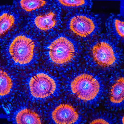 TSA Shirley Goose Zoanthids Coral
