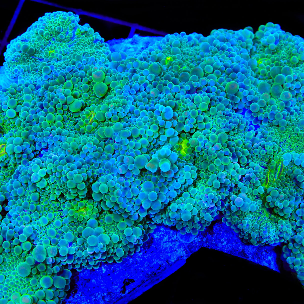 TSA Shockwave Yuma Mushroom Coral