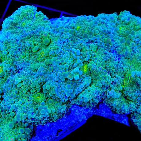 TSA Shockwave Yuma Mushroom Coral