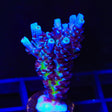 TSA Sin City Tenuis Acropora Coral