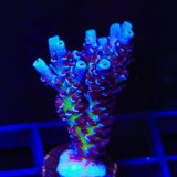 TSA Sin City Tenuis Acropora Coral
