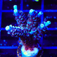 TSA Sin City Tenuis Acropora XL Frag Coral