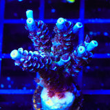 TSA Sin City Tenuis Acropora XL Frag Coral