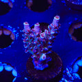 TSA Sin City Tenuis Acropora XL Frag Coral